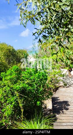 Eine Holzpromenade auf Hamilton Island führt durch Bäume und Büsche zu einem ruhigen Strand. Es bietet einen ruhigen Pfad zum Entspannen oder symbolisiert einen Transit Stockfoto