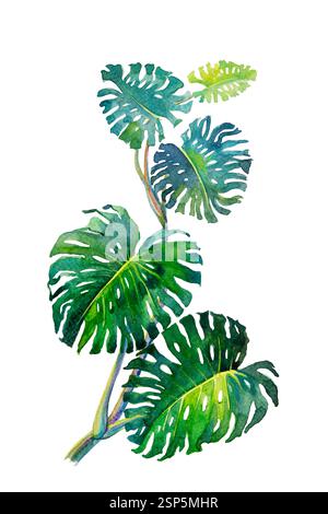 Trendige Sommer tropische Blätter von Monstera. Aquarellmalillustration auf Papier die tropische Laubpflanze wächst in der Wildnis isoliert auf weißem Rücken Stockfoto