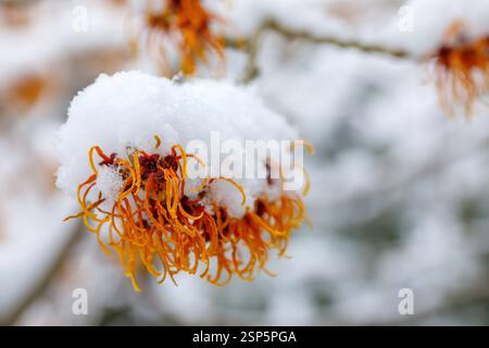 Winterwetter in Brandenburg - Hamamelis DEU/Deutschland/Brandenburg/Welzow, 14.02.2025, Wintereinbruch in Brandenburg, Schnee liegt auf den Blueten einer Zaubernuss Hamamelis in einem Garten in der Lausitz. Schneefaelle haben ueber Nacht weite Teile der Lausitz und Brandenburgs mit einer Schneedecke ueberziehen, für die kommenden Tage ist weiterhin winterliches Wetter mit tiefen Temperaturen vorhergesagt. *** Winterwetter in Brandenburg Hamamelis DEU Deutschland Brandenburg Welzow, 14 02 2025, Wintereinbruch in Brandenburg liegt Schnee auf den Blüten einer Hamamelis in einem Lausitzer Garten Stockfoto