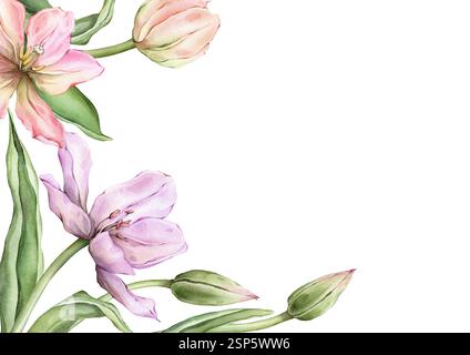 Rechteckiger Rahmen mit hellen Tulpen in Pastellrosa und offenen Knospen für Grußkarte „Hello Spring“. Handgezeichnete Aquarellillustration zarte Staude Stockfoto