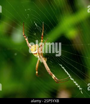 Die australische St.Andrew's Cross Spider, Argiope keyserlingi, beginnt, ein Kreuz aus weißen Zickzack in ihr Netz zu weben. Queensland, Garten, Sommer. Stockfoto
