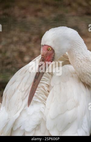 Der Sibirische Kran (Grus leucogeranus) ist ein kritisch gefährdeter Vogel der Welt Stockfoto