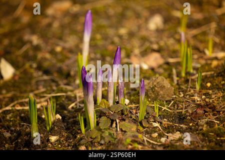 Krokus, Krokusse oder Plural croci ist eine Gattung von Blütenpflanzen in der iris Familie. Stockfoto