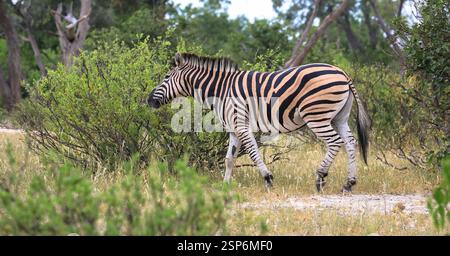 Wunderschönes junges Zebra zwischen Bäumen in der Savanne. Grüne Vegetation aufgrund der Regenzeit. Naturreservat in Botswana. Safari und Pirschfahrt. Afrika Stockfoto