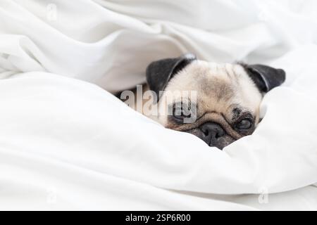 Ein niedlicher Mops, der sich bequem unter einer weichen weißen Bettdecke kuschelt und entspannt auf dem Bett liegt. Stockfoto