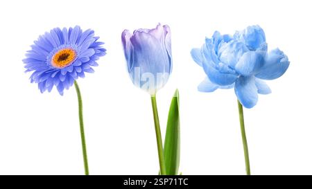 Verschiedene schöne Blumen in Blautönen isoliert auf weiß, gesetzt Stockfoto