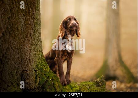 Porträt eines arbeitenden Cocker Spaniel, der im Wald steht. Stockfoto
