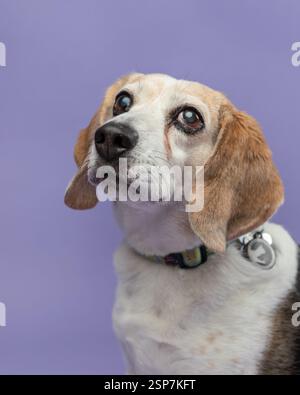 Kopf und Hals eines Beagle-Hundes, der in einem Studio gegen einen sitzt Stockfoto