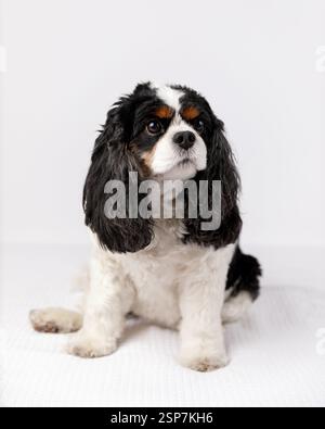 Cavalier King Charles Spaniel Hund sitzt wieder in einem Studio Stockfoto