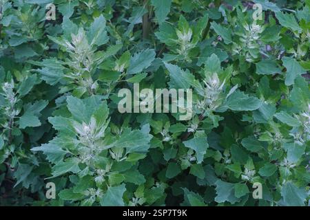 Im Frühjahr wächst im Garten die essbare Pflanzenkorre (Atriplex hortensis) Stockfoto