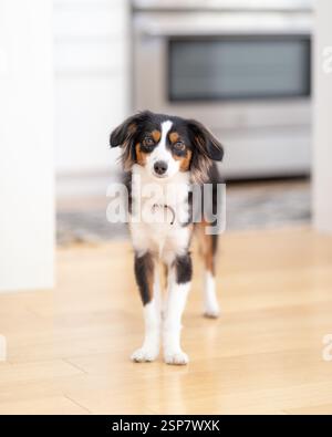 Ein kleiner australischer Schäferhund steht in der Küche und blickt in die Kamera Stockfoto