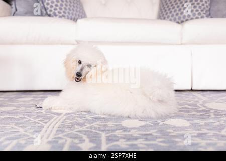 Weißer flauschiger Pudel, der auf einem blauen Teppich liegt Stockfoto