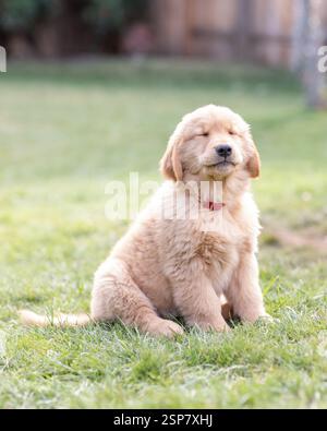 golden Retriever Welpe sitzt mit geschlossenen Augen auf Gras Stockfoto