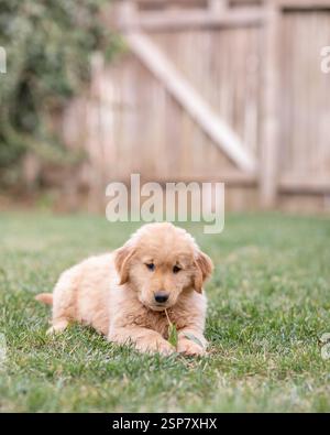 goldener Retriever-Welpe, der auf Gras liegt und ein Blatt zwischen seinen kaut Stockfoto