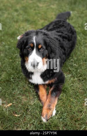 Berner Sennenhund liegt auf Gras mit einem ruhigen Ausdruck. Stockfoto