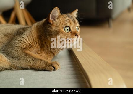 Britische kurzhaarige braune Katze, die auf der Bank ruht und neugierig wegblickt Stockfoto