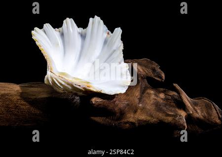 Pferd Hoof Clam auf hölzerner Oberfläche schwarzem Hintergrund Stockfoto
