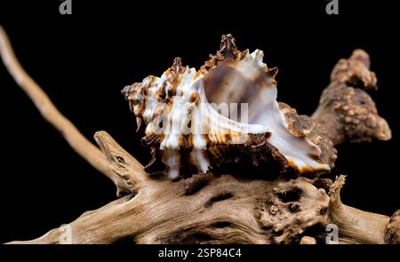 Endivie Murex-Shell auf schwarzem Hintergrund aus Treibholz Stockfoto