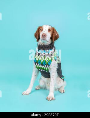 Brittany Spaniel im Pullover im Studio sitzend, türkisfarbener Hinterkopf Stockfoto