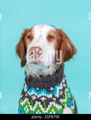 Brittany Spaniel im Pullover im Studio sitzend, türkisfarbener Hinterkopf Stockfoto