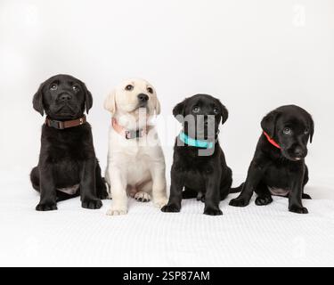 Vier labrador Retriever Welpen im Studio mit weißem Hintergrund Stockfoto