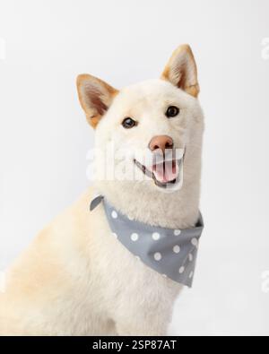 Creme Shiba Inu Hund im Studio mit weißem Hintergrund, Bandana Stockfoto