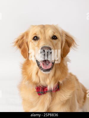 Brauner goldener Retriever im Studio mit weißem Hintergrund roten Bowti Stockfoto