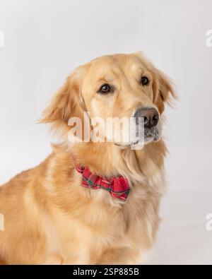 brown golden retriever in studio with white background red bowti Stockfoto