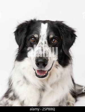 Border Collie australische Hirtenmischung im Studio mit weißem Rücken Stockfoto
