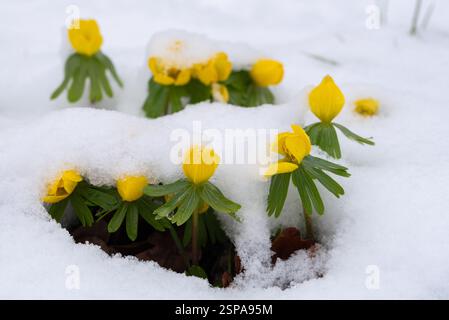 Magdeburg, Deutschland. Februar 2025. Gelbe Winterakoniten blühen im Stadtpark Magdeburg. Sie sind mit Schnee bedeckt. Schneefälle haben die Landeshauptstadt Sachsen-Anhalt in winterlichem weiß bedeckt. Quelle: Stephan Schulz/dpa-Zentralbild/dpa/Alamy Live News Stockfoto
