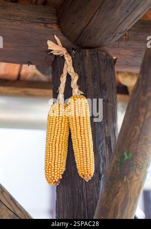 Zwei gelbe Maiskolben hängen an einem Holzbalken, wahrscheinlich zum Trocknen. Sie werden mit ihren Hüllen zusammengebunden, wodurch oben eine natürliche Drehung entsteht. Stockfoto