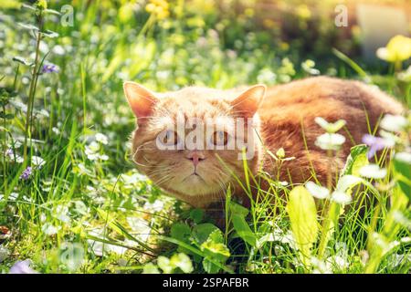Katze in der Natur im Freien. Eine lustige rote Katze ruht im Garten auf dem Gras an einem sonnigen Sommertag Stockfoto