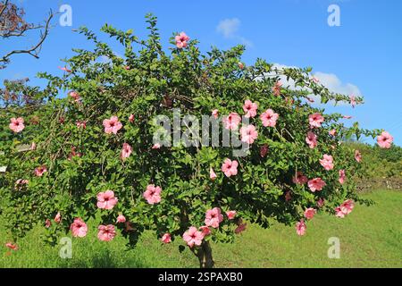 Blüte rosa Hibiskus Baum auf der Osterinsel, Chile, Südamerika Stockfoto