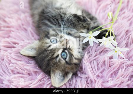 Niedliches grau gestreiftes Kätzchen mit großen Augen liegt auf einem weichen rosa Kissen. Glückliche Kindheit einer Katze. Komfort und Ruhe für Ihr geliebtes Haustier. Zärtlichkeit. wählen sie aus Stockfoto