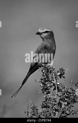 Einflieder auf Buschdrehkopf Stockfoto