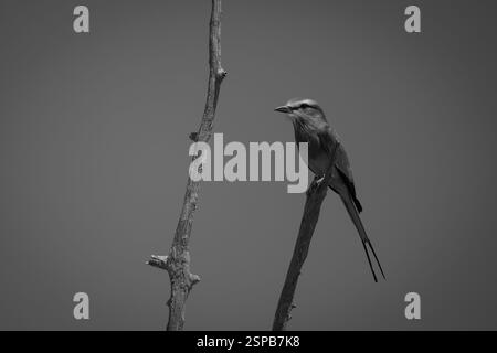 Ein Flieder auf einem Ast von einem anderen Stockfoto