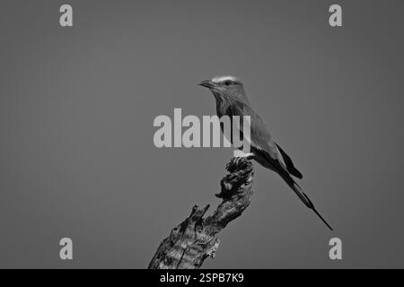 Einflila-brauner Roller auf Baumstumpf im Profil Stockfoto