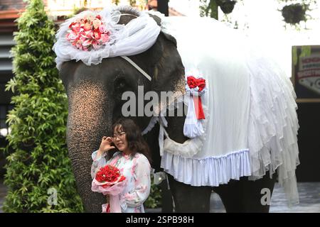 Pattaya, Thailand. Februar 2025. Ein Tourist posiert für Fotos mit einem Elefanten während einer Massen-Hochzeitszeremonie im Nong Nooch Tropical Garden in Pattaya, Thailand, 14. Februar 2025. Neun Paare schlossen sich den Knoten, während sie am Freitag hier auf Elefanten reiten, bei einer Valentinstag-Hochzeitszeremonie. Quelle: Rachen Sageamsak/Xinhua/Alamy Live News Stockfoto