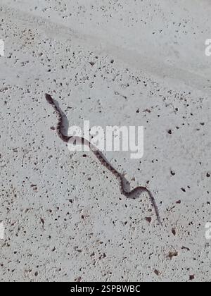 Rautenaugenschlange (Leptodeira rhombifera), Reptilia, Treecasa, SJDS Nicaragua, Foto por Enrique León Stockfoto
