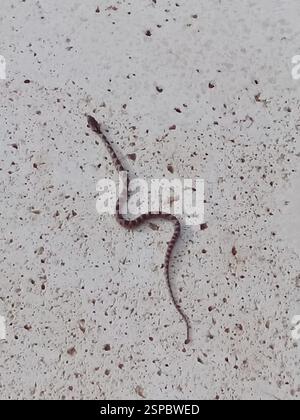 Rautenaugenschlange (Leptodeira rhombifera), Reptilia, Treecasa, SJDS Nicaragua, Foto por Enrique León Stockfoto