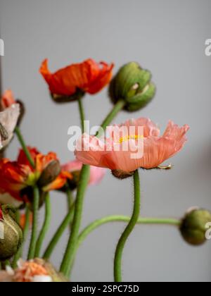Rosafarbene und orangene isländische Mohnblumen (Papaver Nudicaule) in Knospen und Blüten vor hellem Hintergrund, Nahaufnahme mit Kopierraum Stockfoto