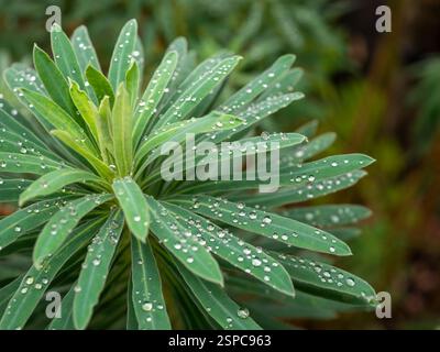 Nahaufnahme von Regentropfen auf Euphorbia characters ias wulfenii (Spurge) Blättern - sphärische Tropfen von Regenwasser, die Prinzipien der Oberflächenspannung demonstrieren Stockfoto