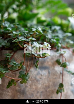Nahaufnahme der Blätter von Pilea glauca „Greysy“ / „Greyzy“, die als Teil einer Zimmerpflanze über den Rand eines rustikalen Pflanzgefäßes hingen Stockfoto