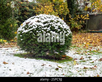 Kugeleibenkugel (Taxus baccata) auf einem Gartenrasen im Winter, bedeckt mit leichtem Schneefall und verstreuten Herbstblättern Stockfoto
