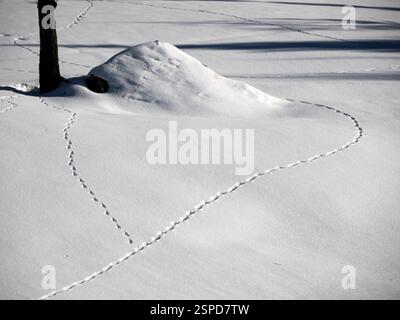 Wildtiere verfolgen im Winter Fußspuren auf dem Schnee Stockfoto