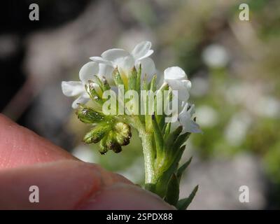 Popcornflowers (Plagiobothrys), Plantae, Black Diamond Mines Regional Preserve, Antioch, CA, USA Stockfoto