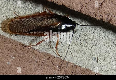Dunkle Holzschaben (Ischnoptera deropeltiformis), Insecta, River Rd. Putnam County, FL, USA Stockfoto