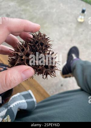 Amerikanischer Süßstoff (Liquidambar styraciflua), Plantae, Cobblestone CT, Baton Rouge, LA, WIR, Fasziengummi vom Hof. Typischer Gummiball aus derselben Grotte zum Vergleich. Stockfoto