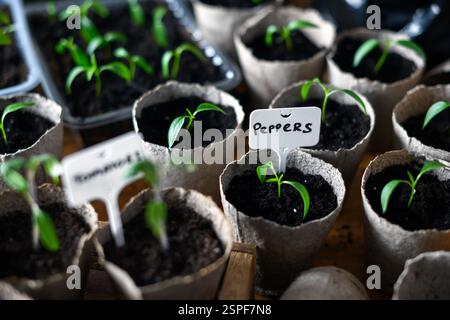 Tomaten- und Pfeffersprossen in Naturbehältern. Vorbereitung für die Kultivierung im Freien. Gartenbau und Nachhaltigkeitskonzept Stockfoto