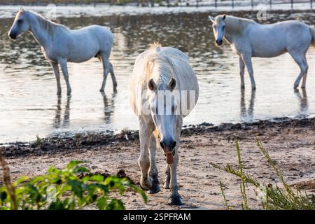 Camargue Pferde am Rand eines Wassers Stockfoto